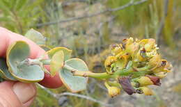 Image of Thesium euphorbioides Berg.