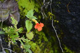 Imagem de Achimenes antirrhina (DC.) C. V. Morton