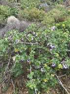 Image of Malva pacifica M. F. Ray