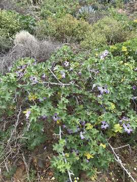 Image of Malva pacifica M. F. Ray