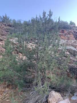 Image of Arizona Juniper