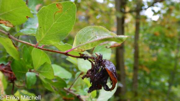 Image of Honeysuckle witches' broom aphid