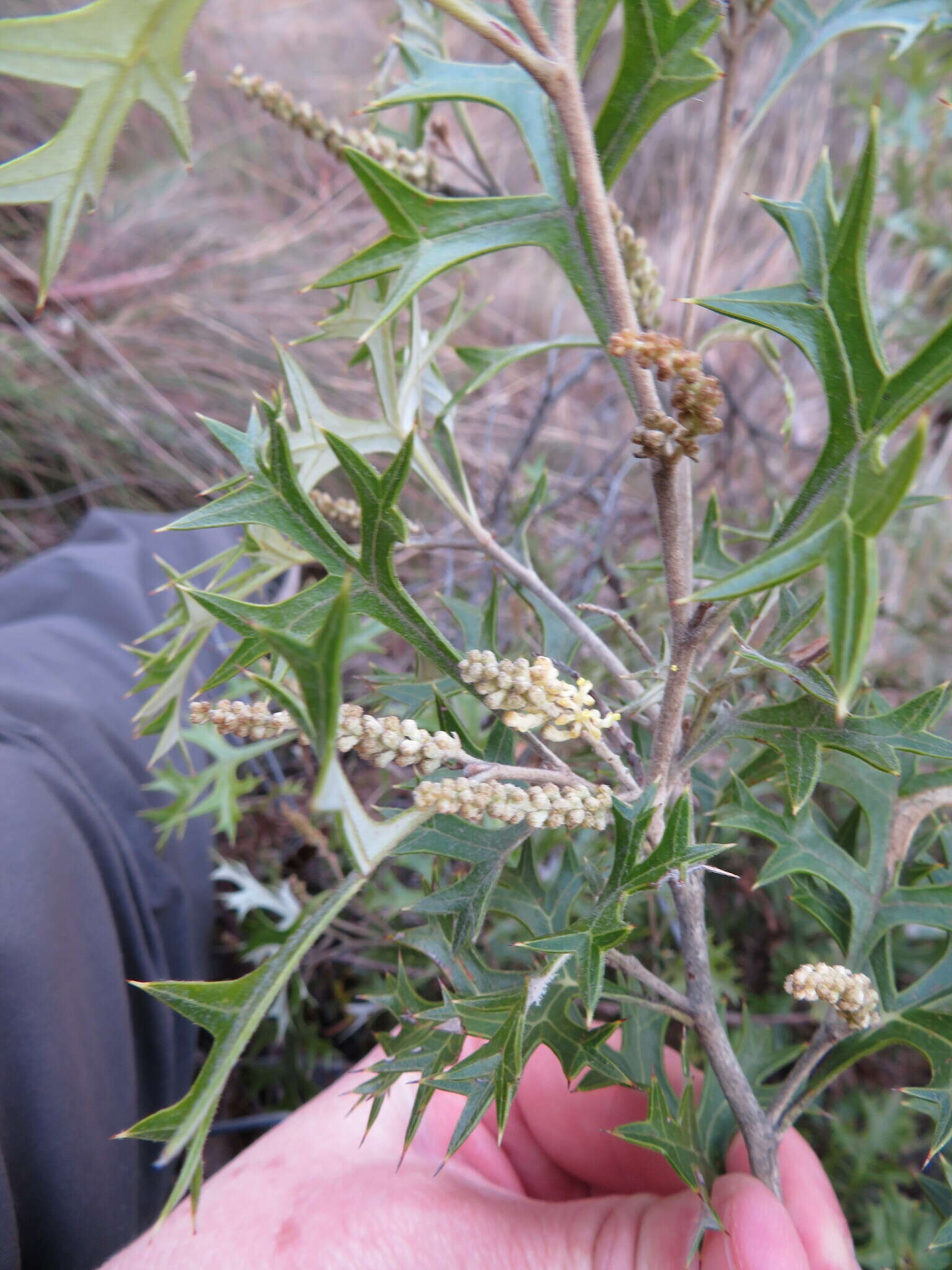 Image of Grevillea ramosissima Meissn.