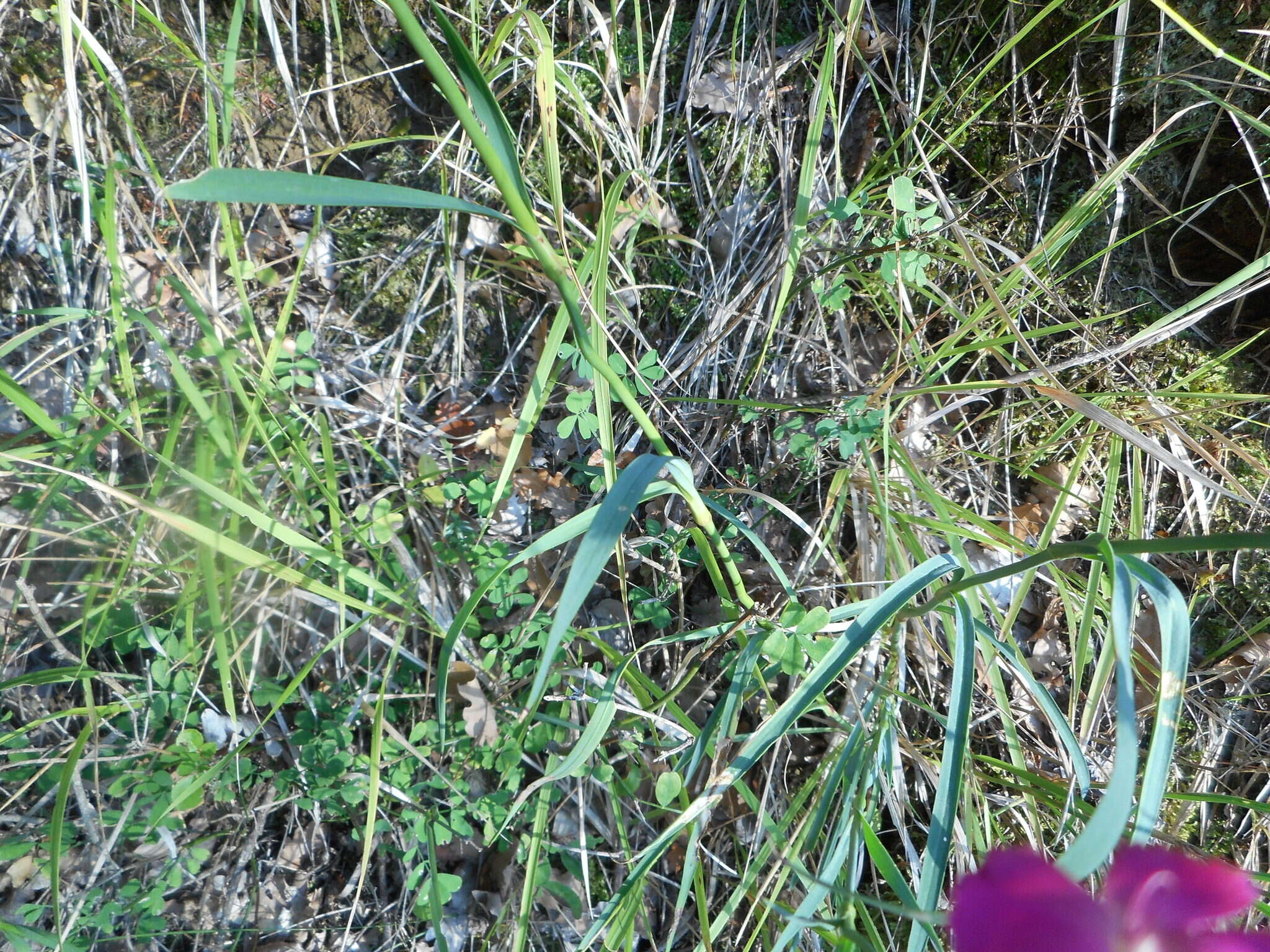 Image de Dianthus balbisii Ser.