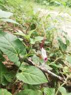 Image of Aristolochia nelsonii Eastwood