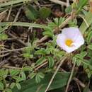 Image de Oxalis ciliaris Jacq.