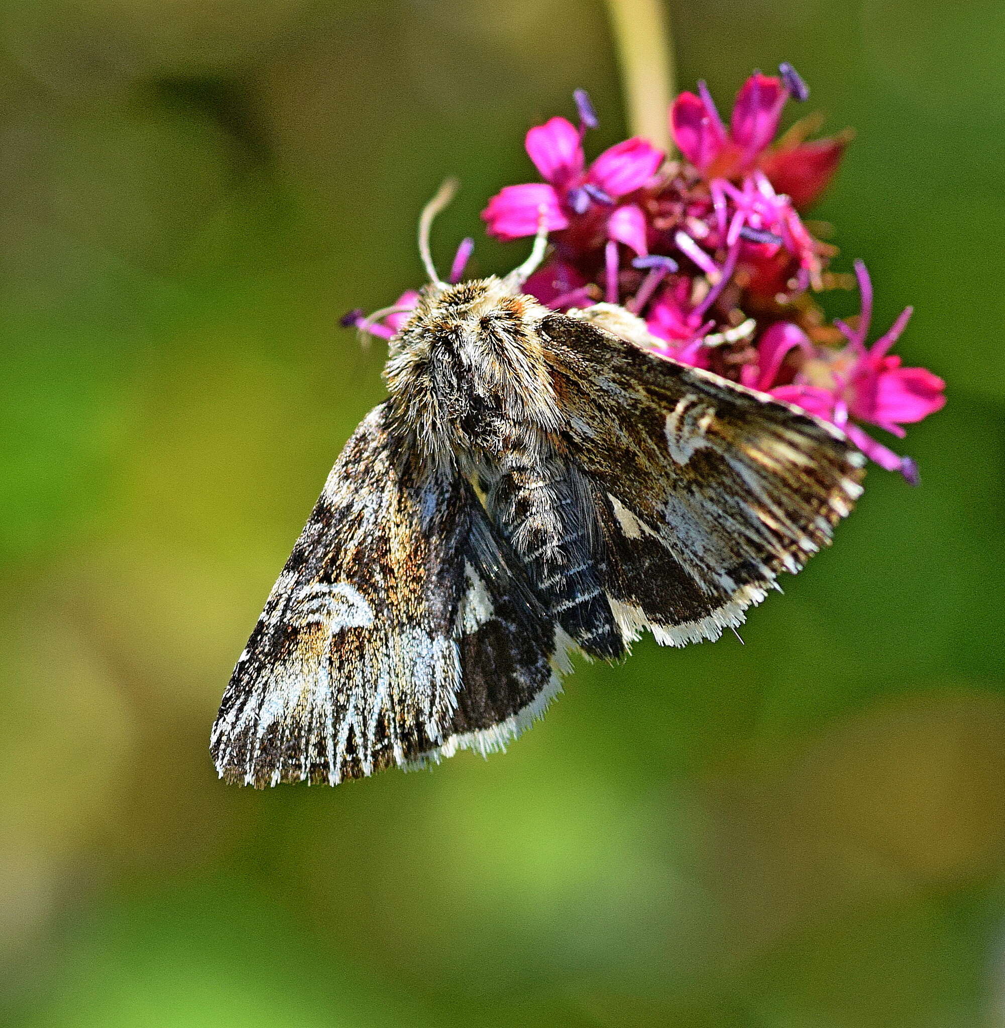 Image of Actinotia radiosa Esper 1804