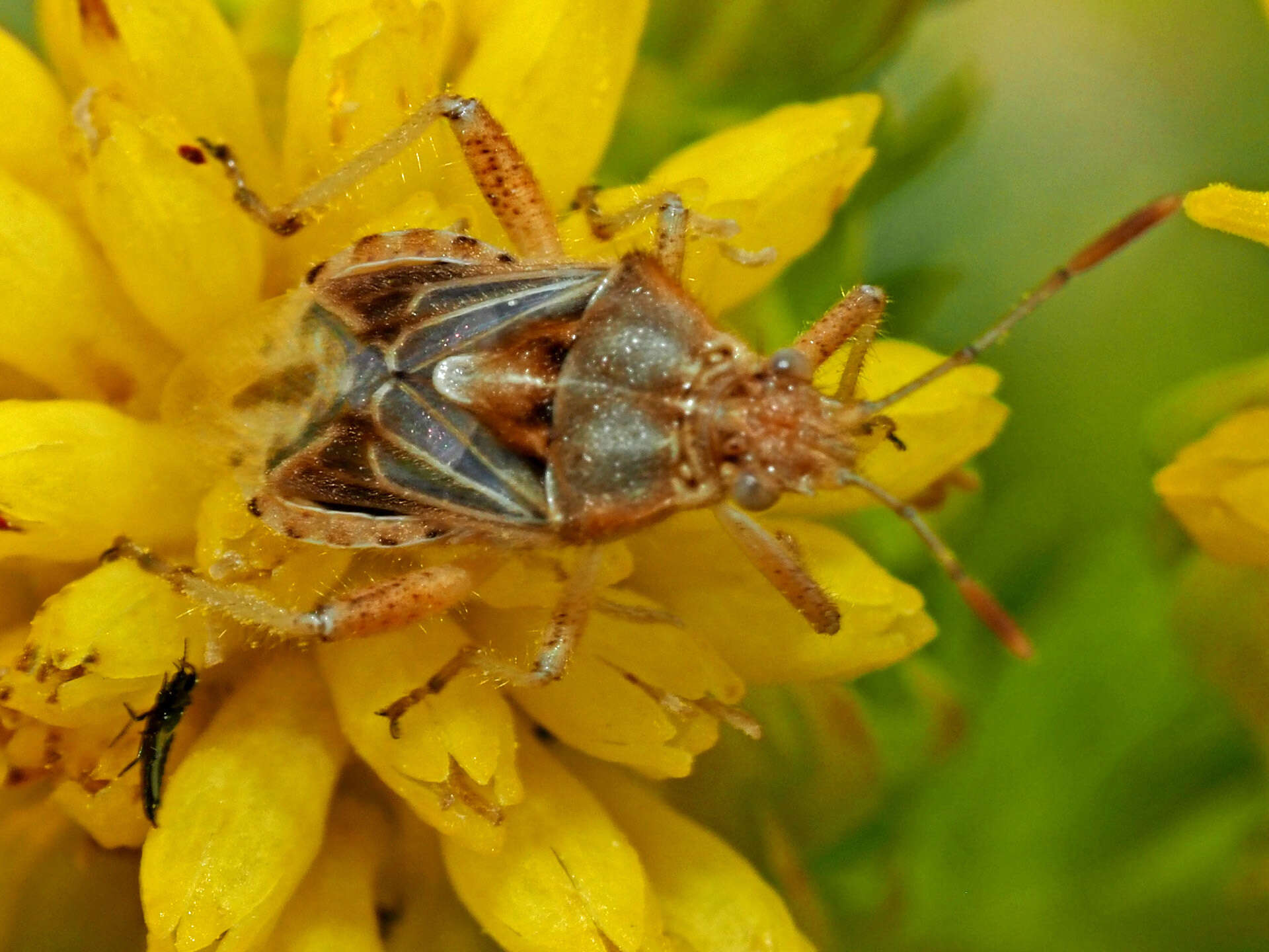 Plancia ëd Stictopleurus scutellaris (Dallas 1852)