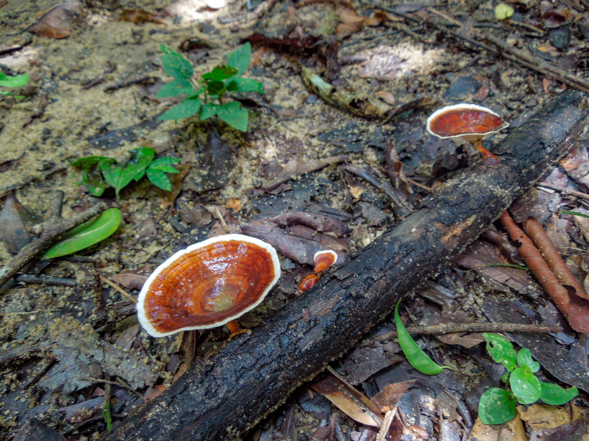 Microporus xanthopus (Fr.) Kuntze 1898 resmi