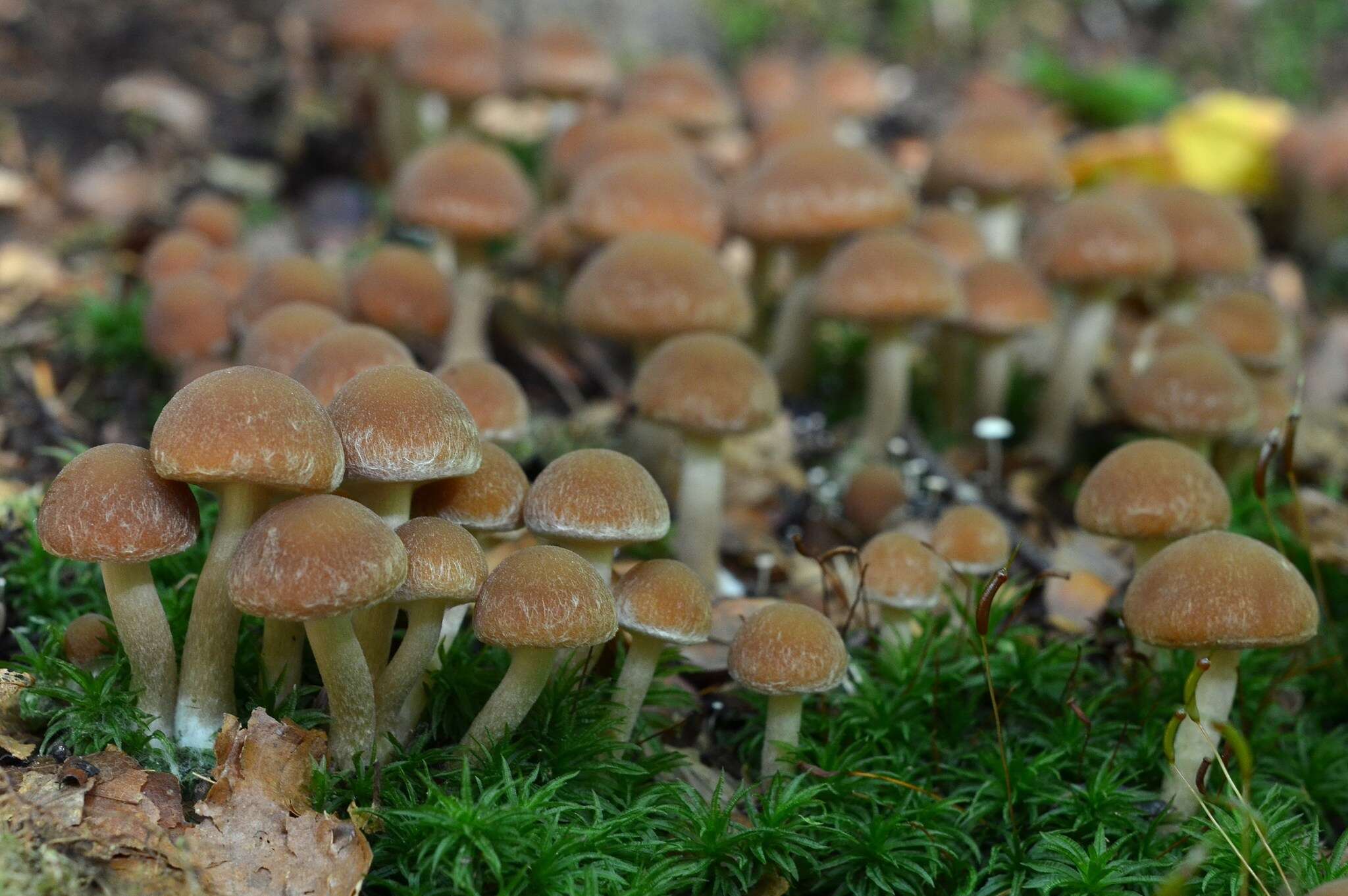 Image of Psathyrella piluliformis (Bull.) P. D. Orton 1969