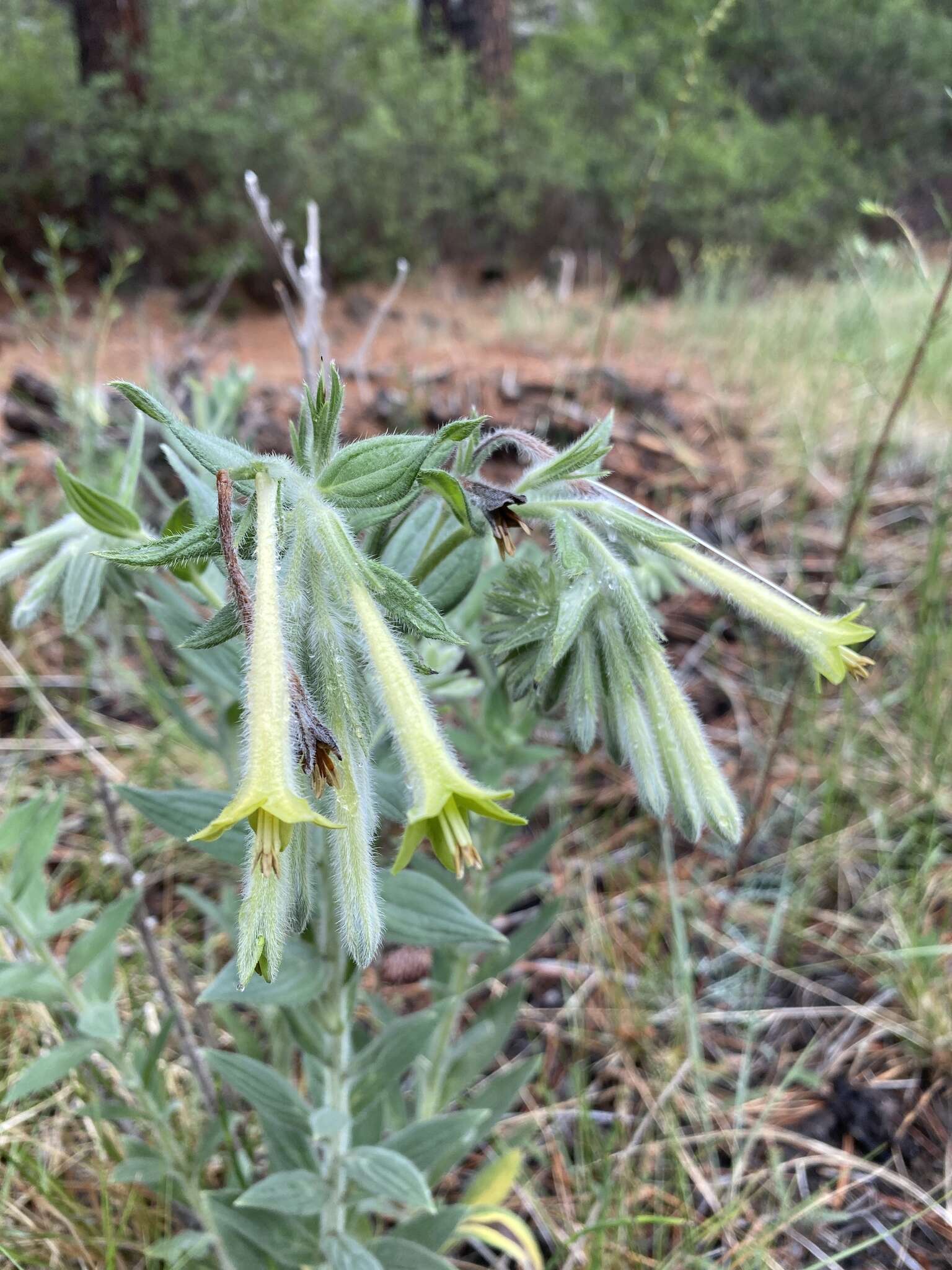 Image of giant-trumpets