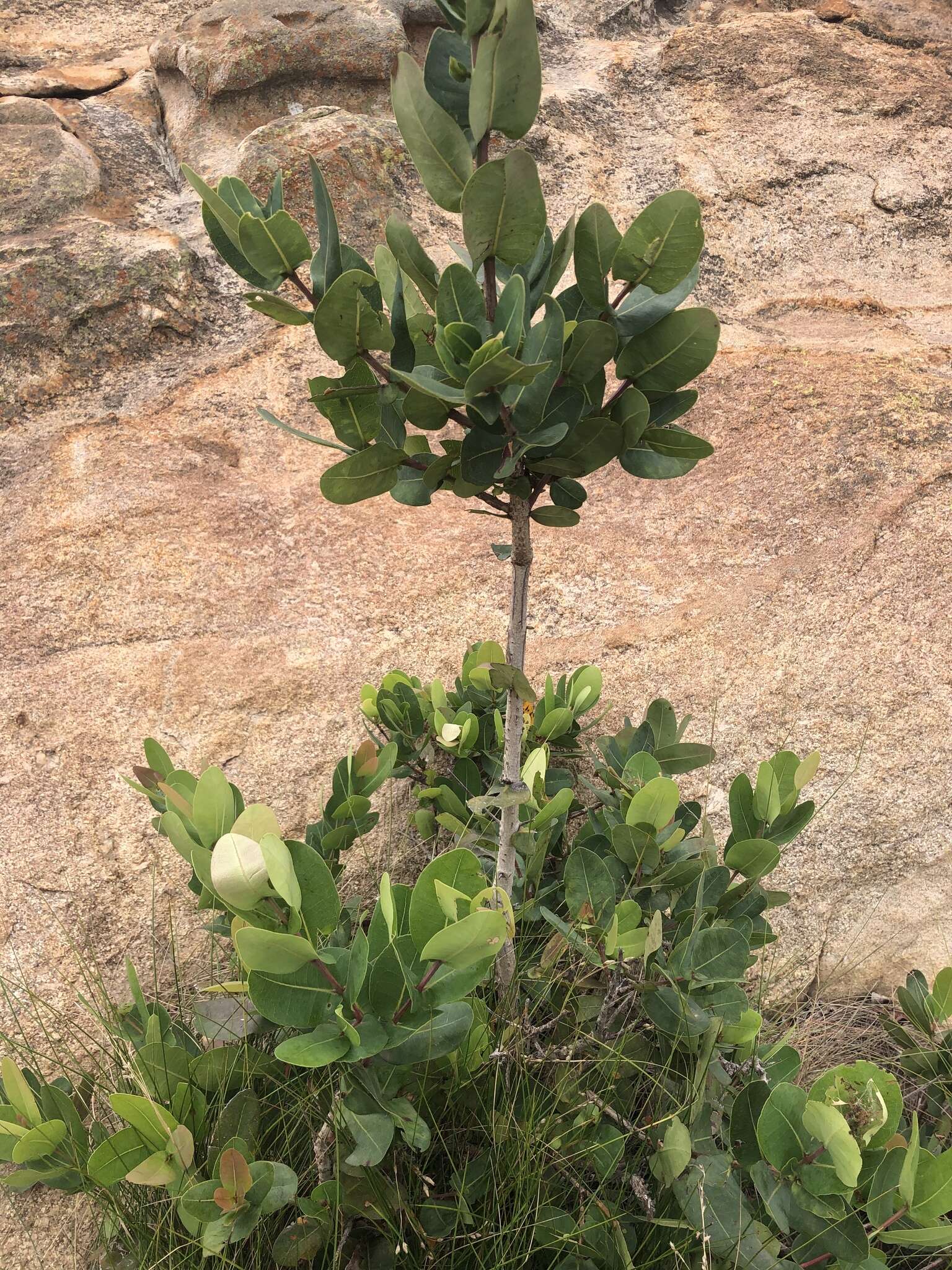 Imagem de Syzygium cordatum Hochst.