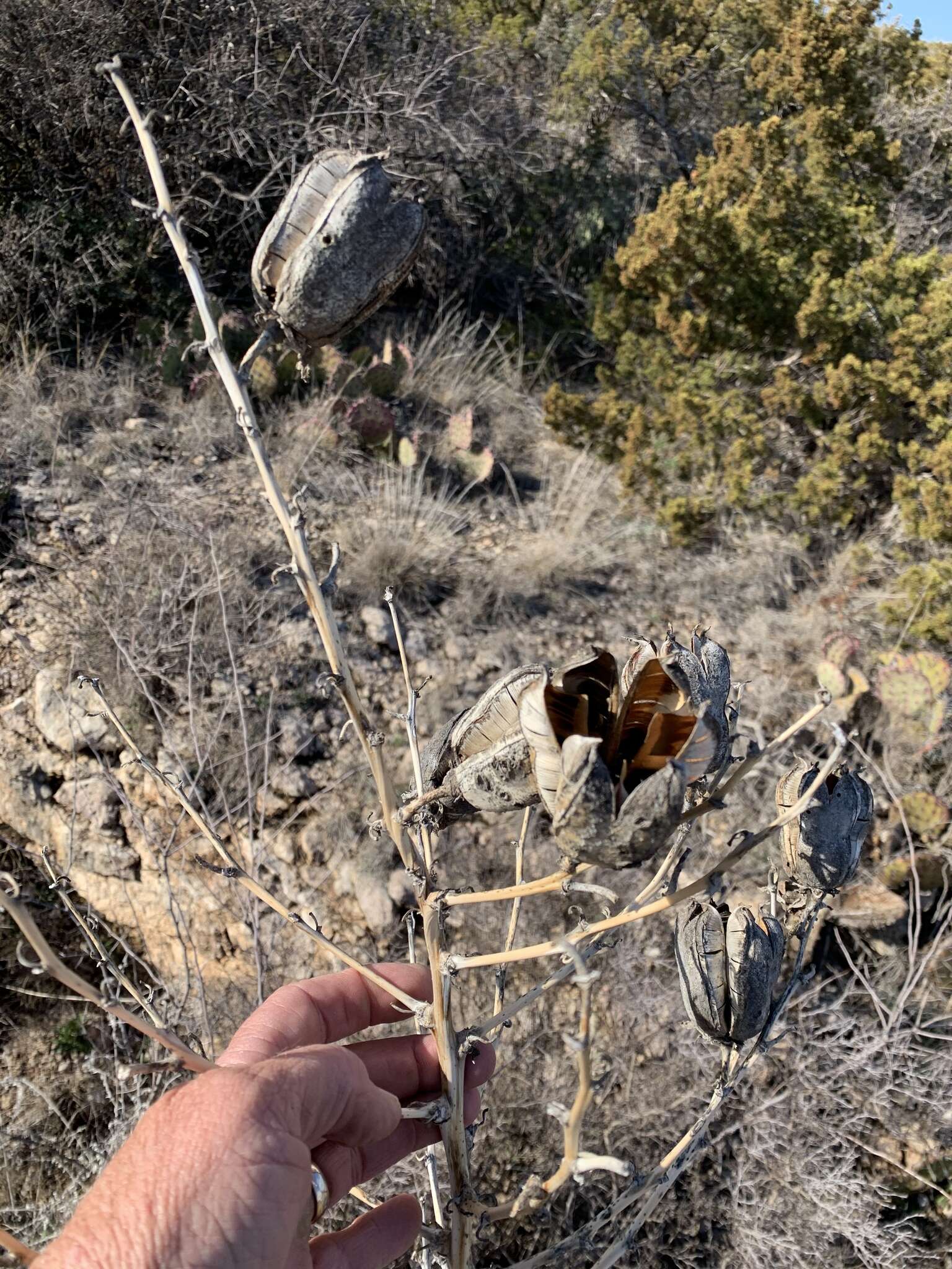 Image of plains yucca