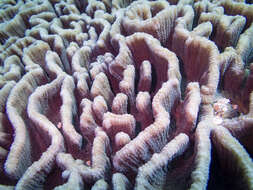 Image of Common lettuce coral