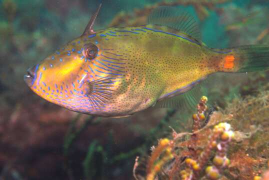 Image of Spiny-tailed leatherjacket