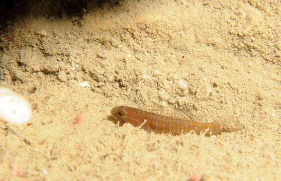 Слика од Corcyrogobius