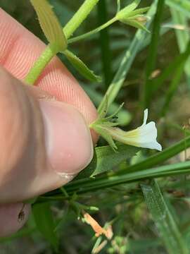 Image of sticky hedgehyssop