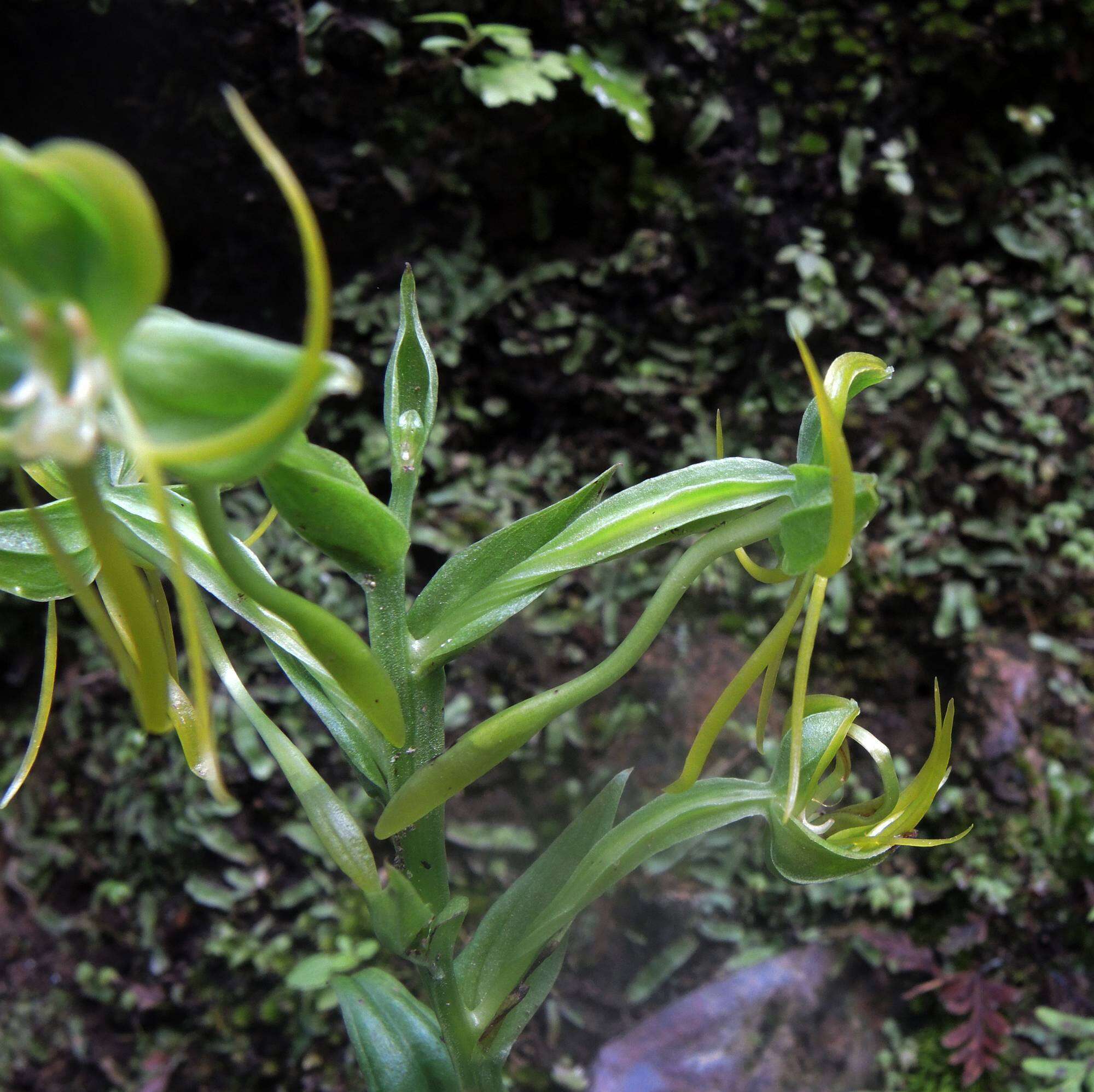 Image of Habenaria jaliscana S. Watson