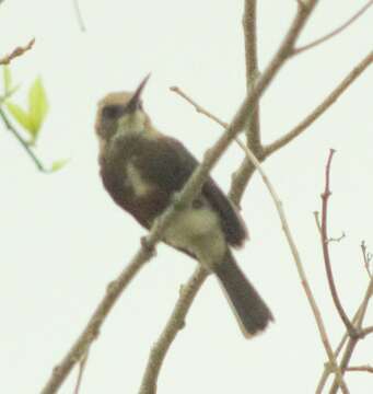 Image of Pale-headed Jacamar