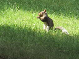 Image of Sciurus subgen. Sciurus Linnaeus 1758