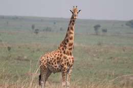 Image of Kordofan giraffe