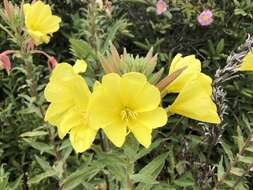 Image of Hooker's evening primrose