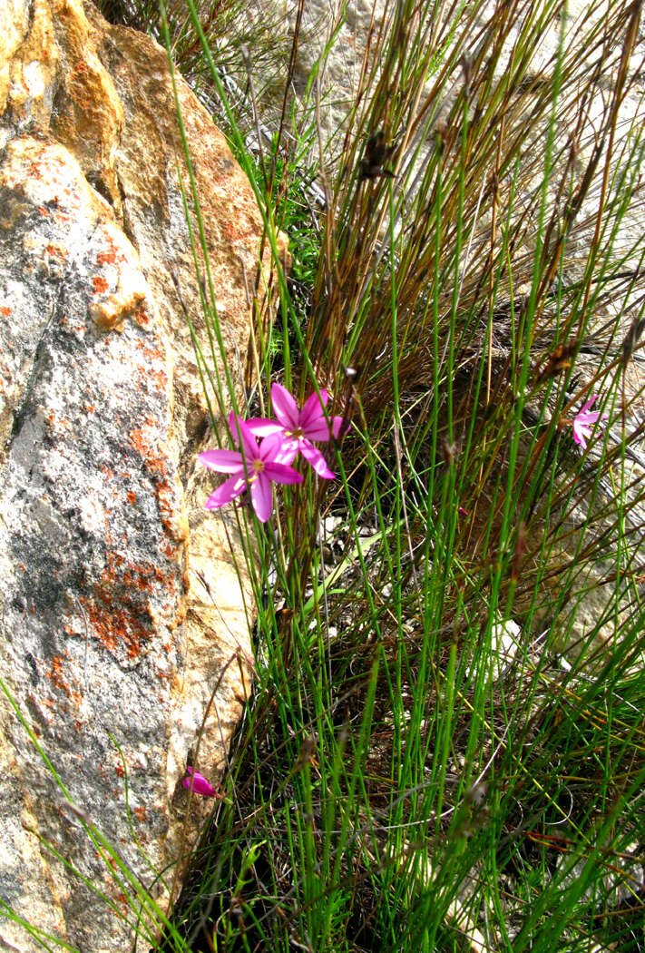 Image of Geissorhiza elsiae Goldblatt