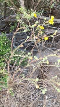 Image of grassland tarweed