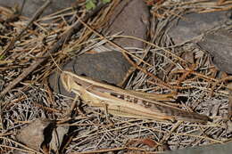 Image of Spur-throated locust