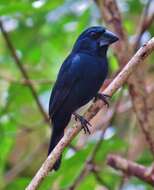 Image of Blue-black Grosbeak