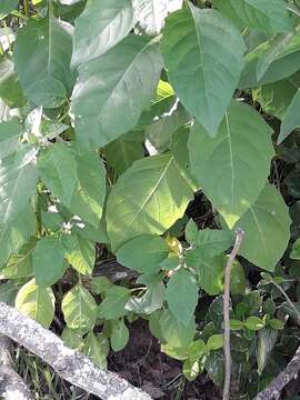 Image of forked nightshade