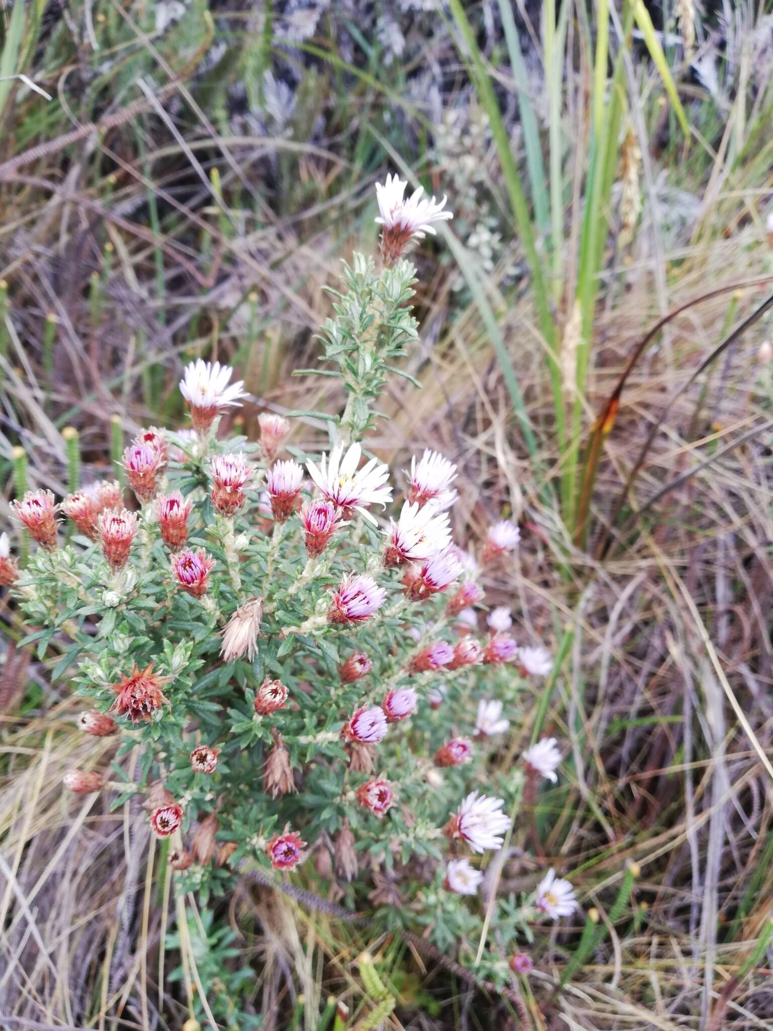 Image of Diplostephium glandulosum Hieron.