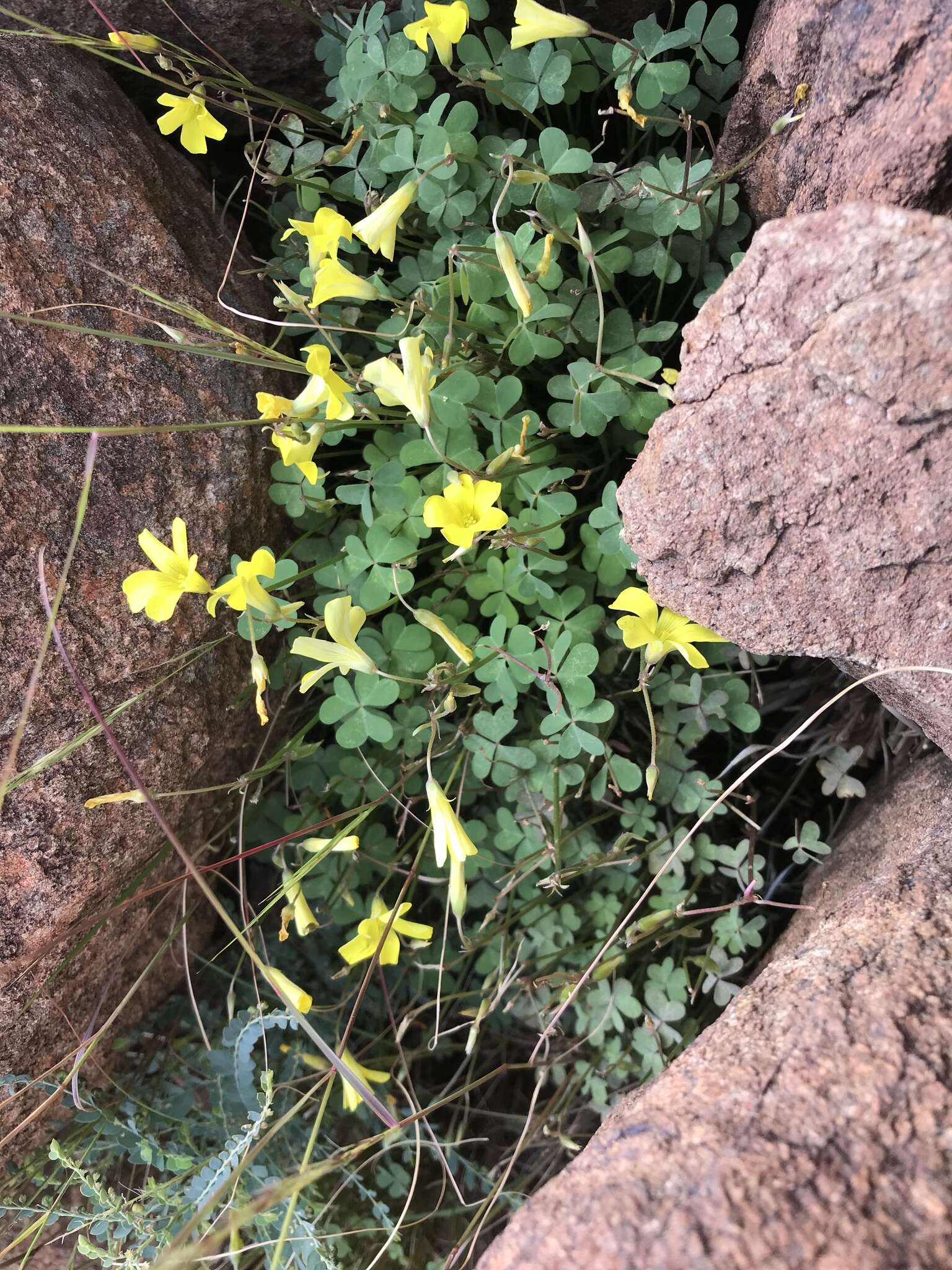 Image of Oxalis copiosa F. Bolus