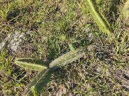 Image de Cereus fernambucensis subsp. fernambucensis