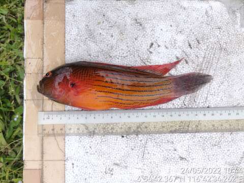 Image of Darkstriped dottyback