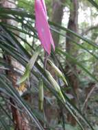 Image of Billbergia nutans H. Wendl. ex Regel