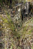 Image of Hellmuthia membranacea (Thunb.) R. W. Haines & Lye