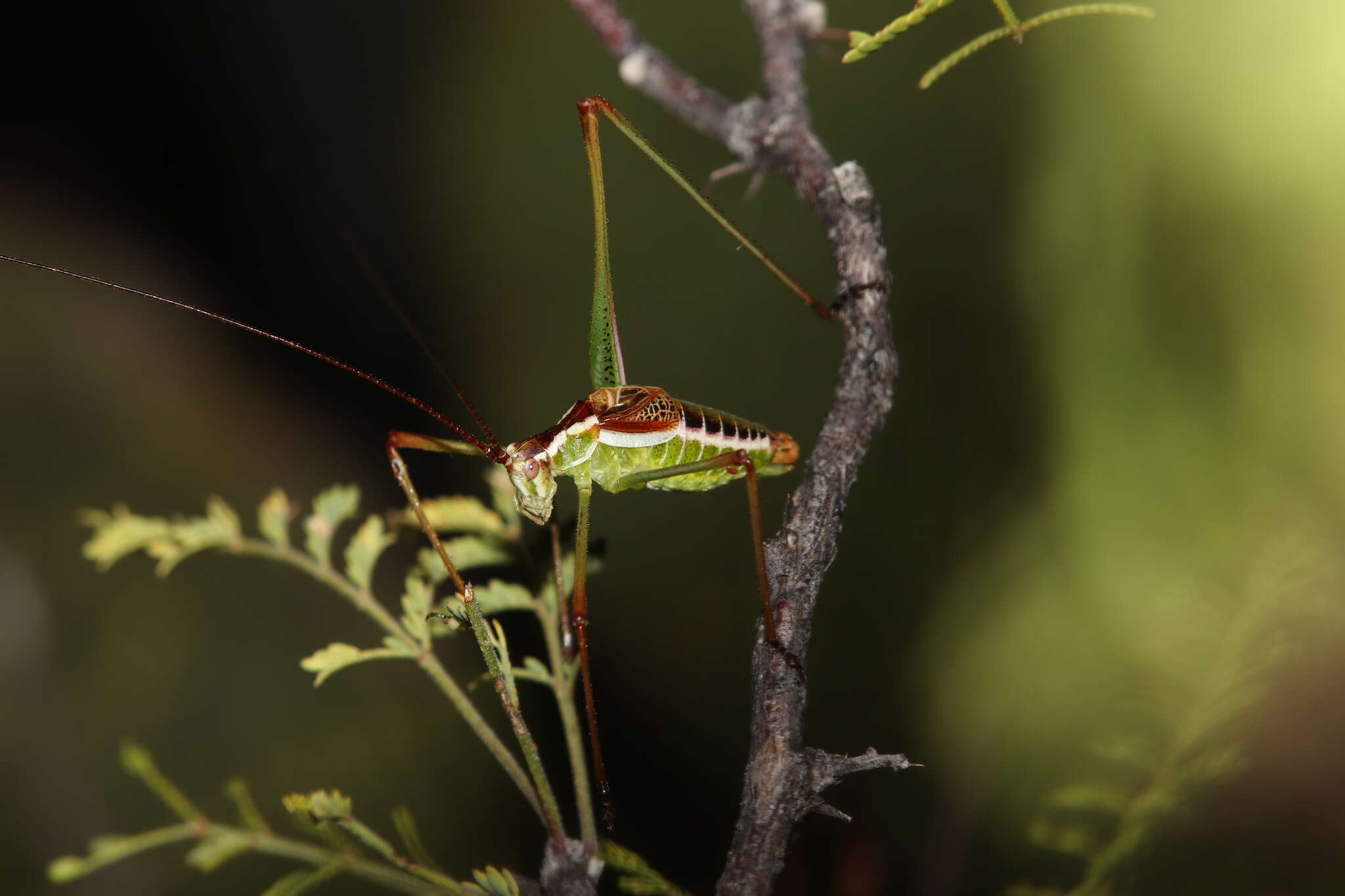 Imagem de Obolopteryx oreoeca (Rehn, J. A. G. & Hebard 1914)