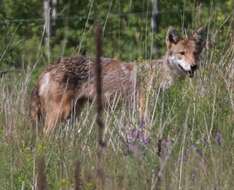 Image of Brush Wolf