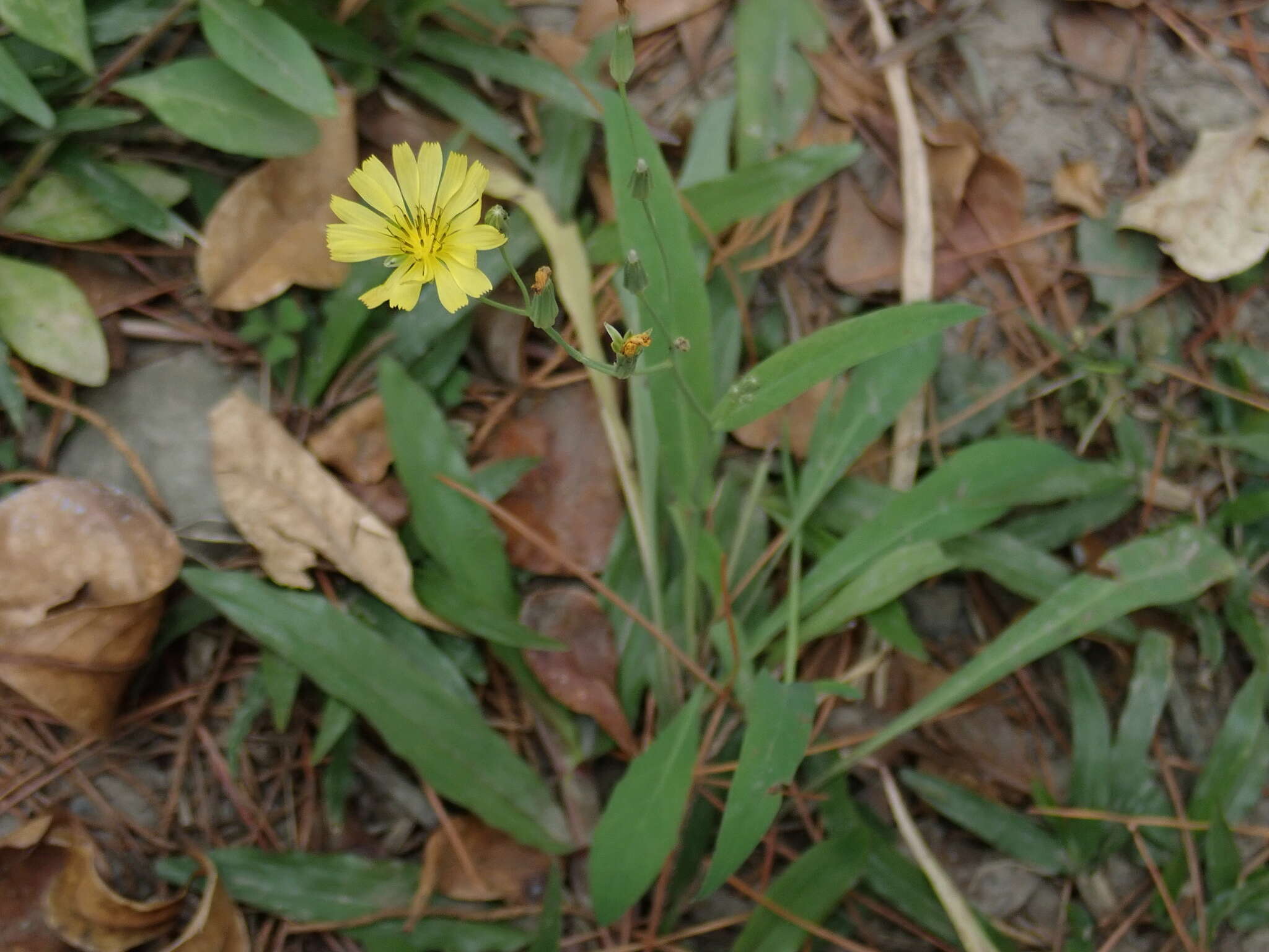 صورة Ixeris chinensis (Thunb.) Kitag.