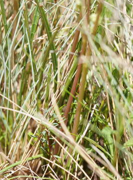 Image of Aciphylla simplicifolia F. Müll. ex Benth.