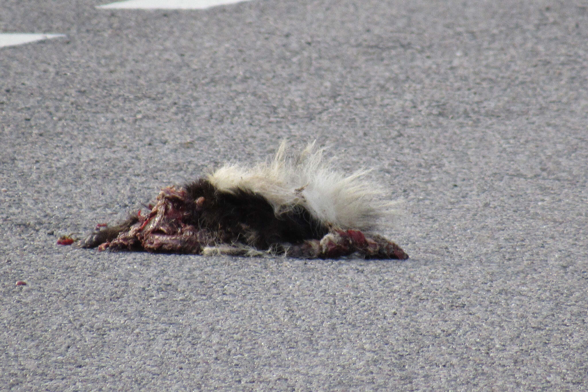 Image of Hooded Skunk