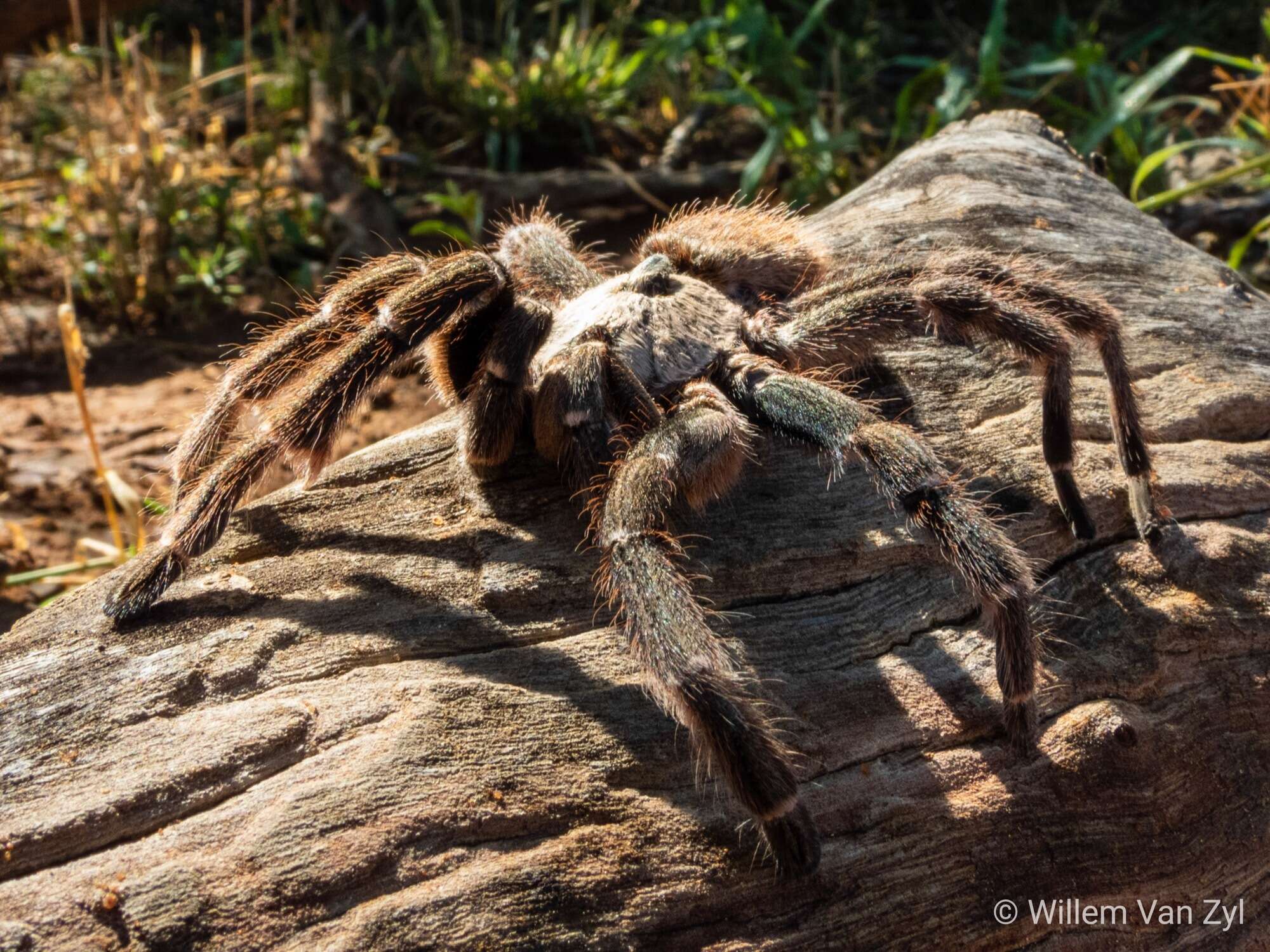 Image of African Horned Baboon Tarantula