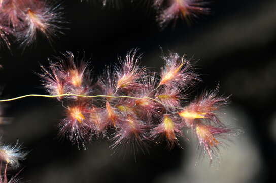 Image of Creeping Molasses Grass