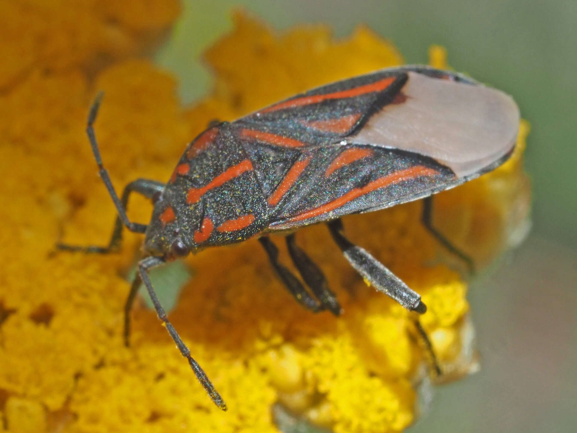 Image of Spilostethus trilineatus (Fabricius & J. C. 1794)