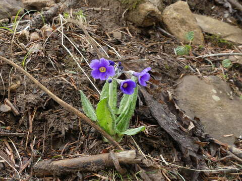 Sivun Primula griffithii (Watt) Pax kuva