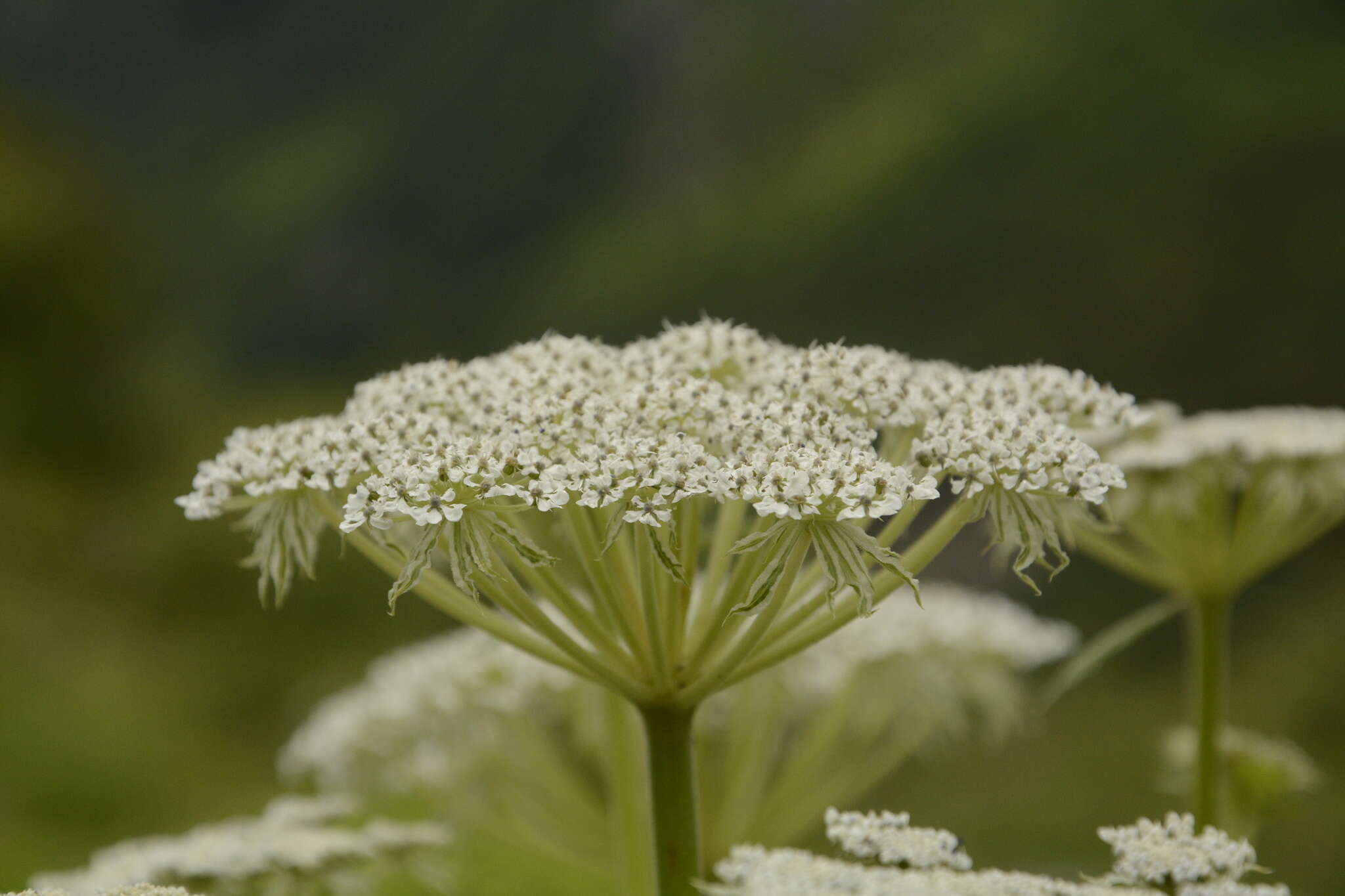 Ligusticopsis的圖片