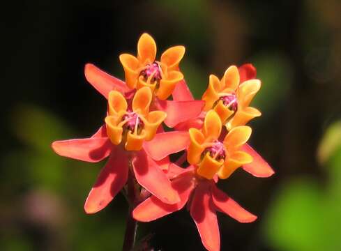 Imagem de Asclepias lanceolata Walt.