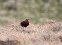 Слика од Lagopus lagopus scotica (Latham 1787)