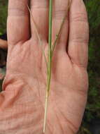 Image of rigid sedge